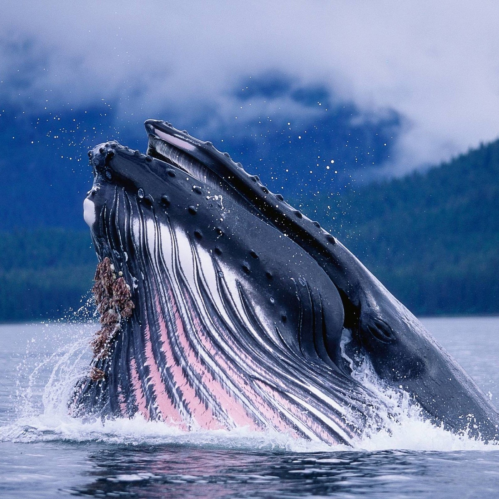 The 65 Percent Price Dip Has Made 'Bitcoin Whales' A lot More BTC