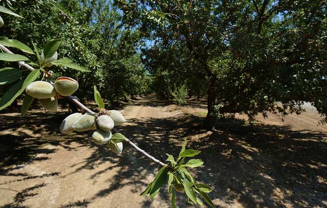 Almonds are California’s largest tree nut crop