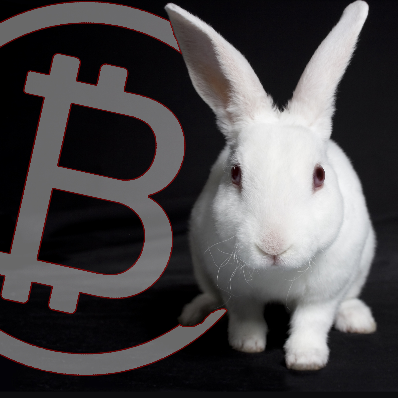 Black Hat Demo to Reveal 'White Rabbit' Crypto-Transaction Surveillance Tool