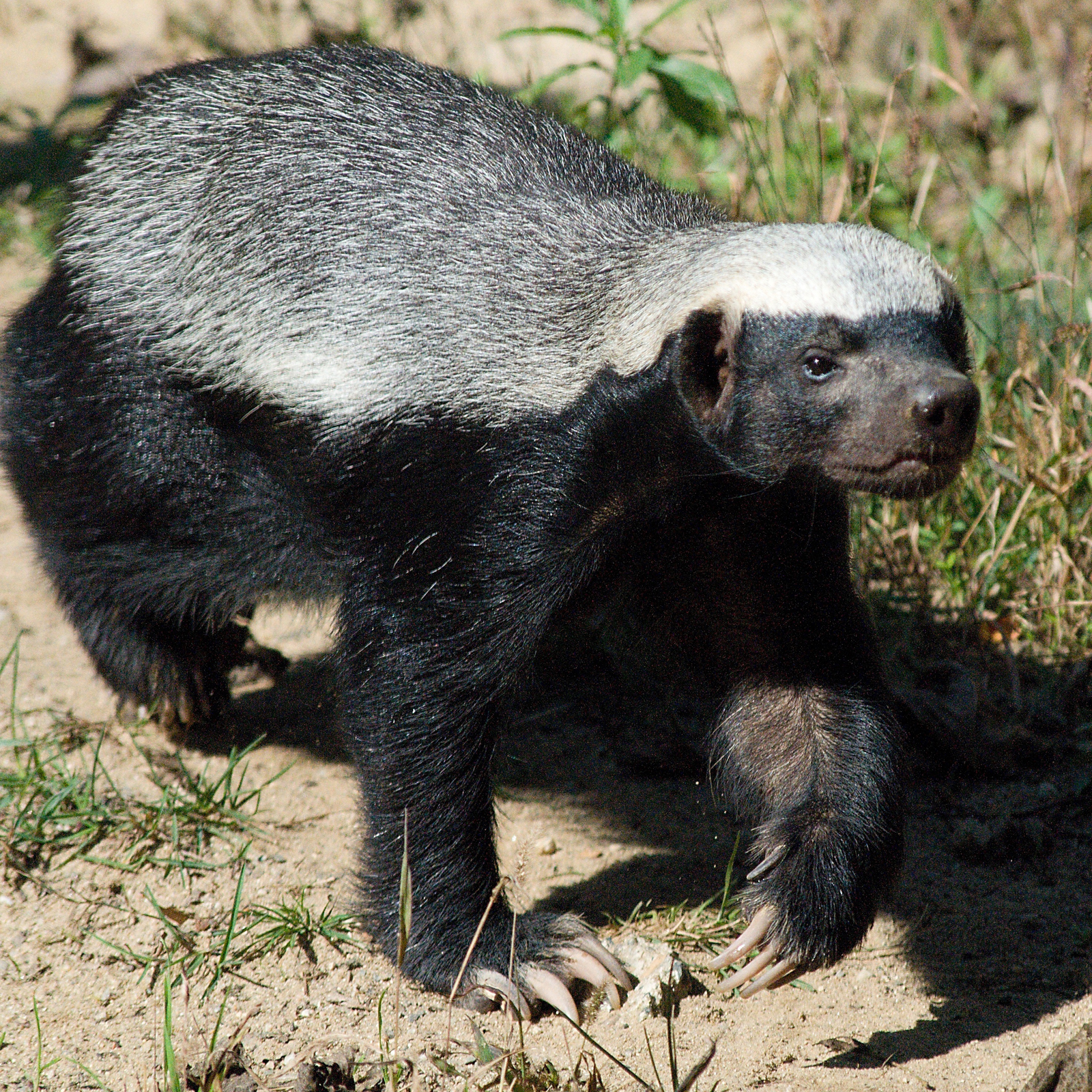 Bitcoin Cash Developers Launch Chrome Extension Badgerwallet.cash