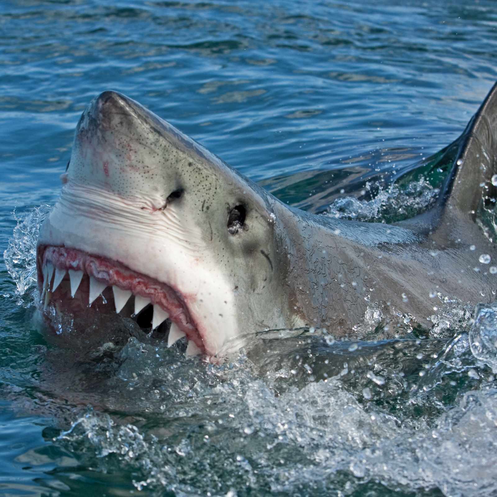 Only Sharks Will Feed on the Crypto-Market's Evasive Price 'Bottom'