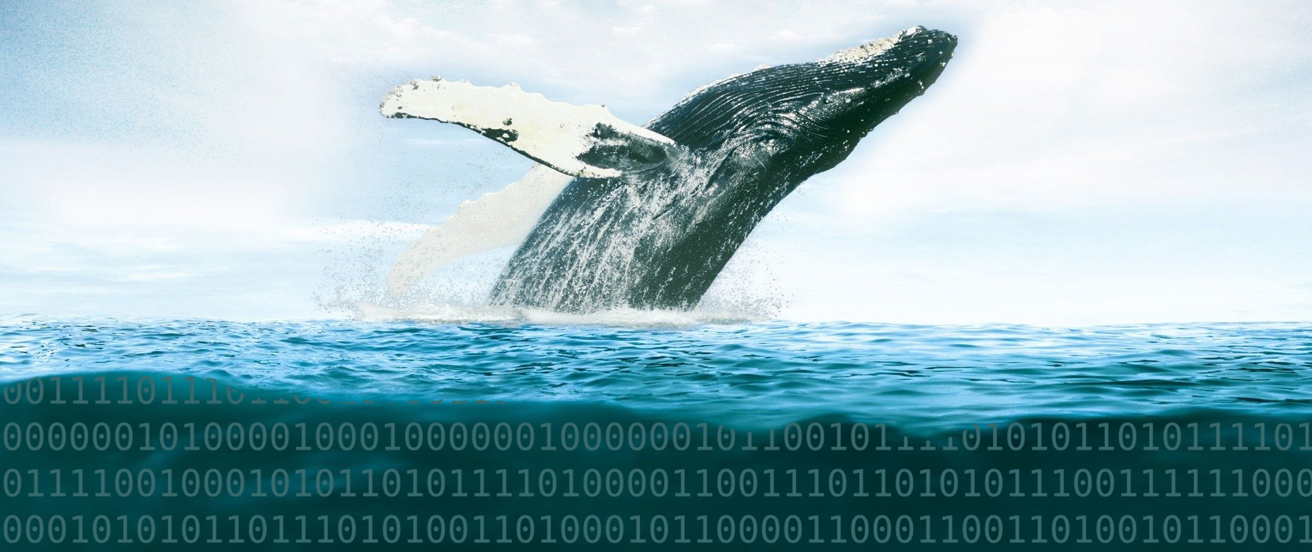 Whale Watch: Large Bitcoin Cash Holders Accumulate 1 Million BCH Since February